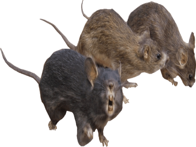 Ultra_sound_systeem_tegen_ratten_muizen_vleermuizen_chauvesourris77